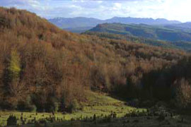 Izki alberga uno de los bosques de roble marojo de mayor extensión de Europa 